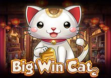 Big Win Cat